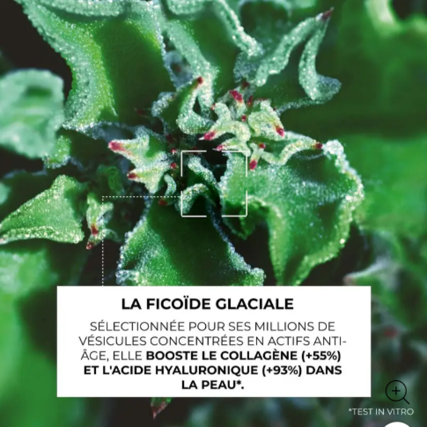 Concentré Double Action