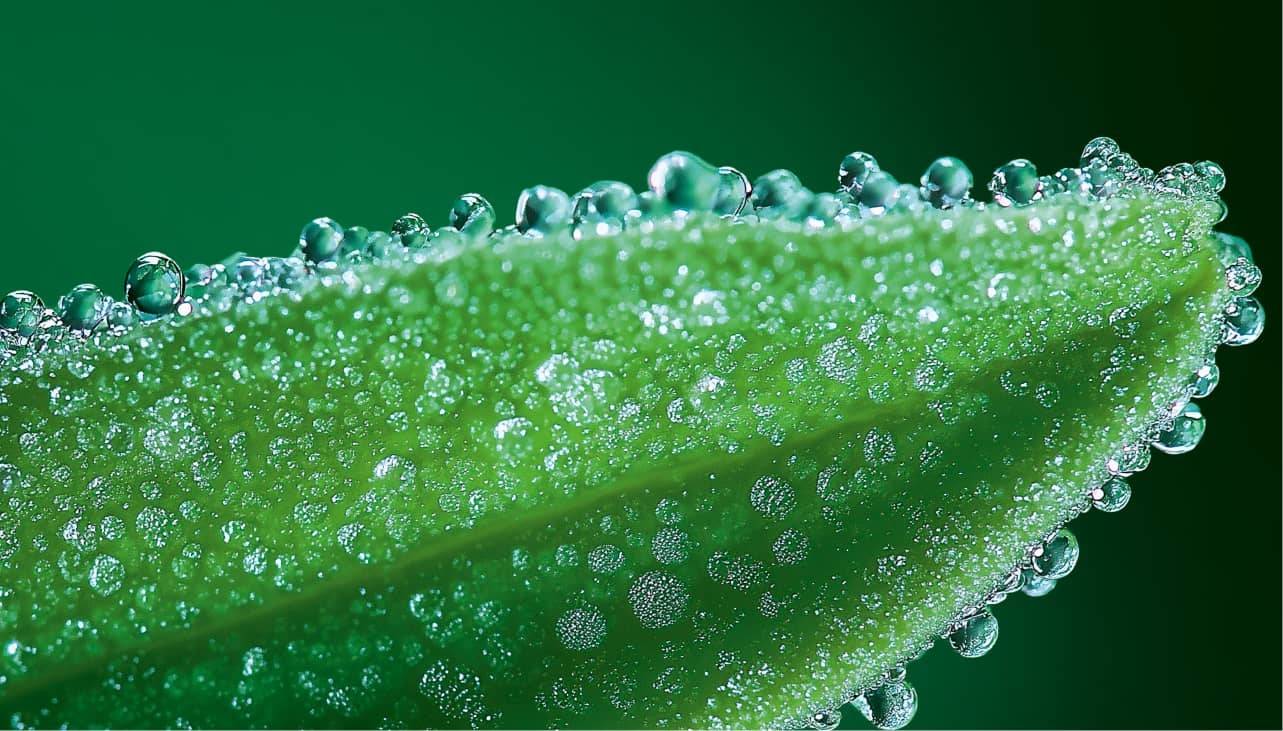 Plante