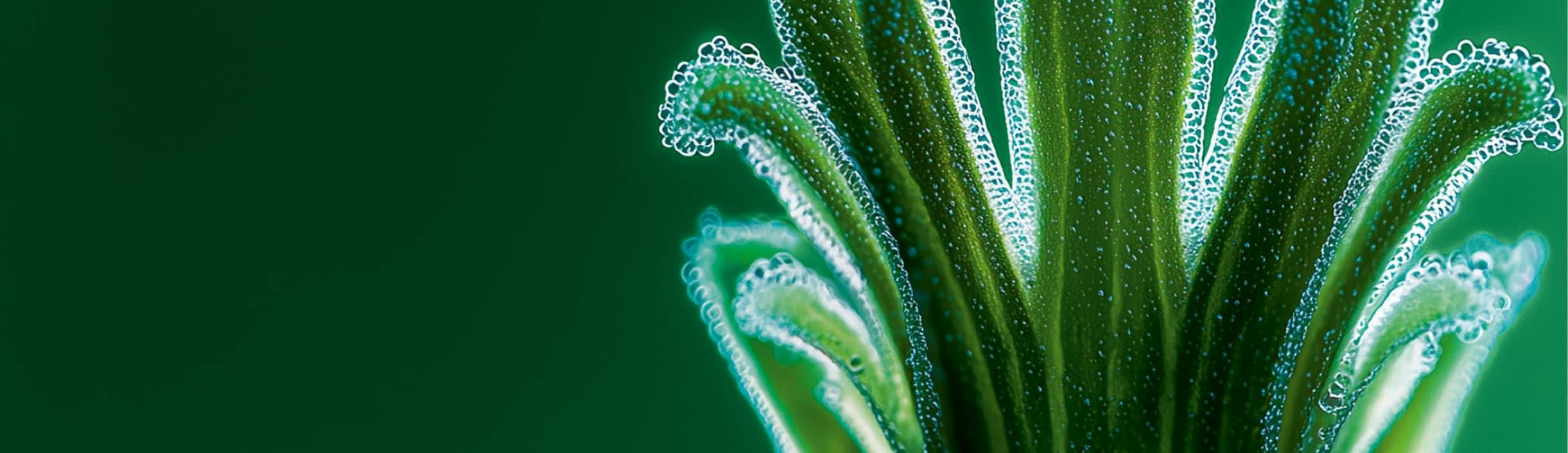 Culture et récolte des plantes