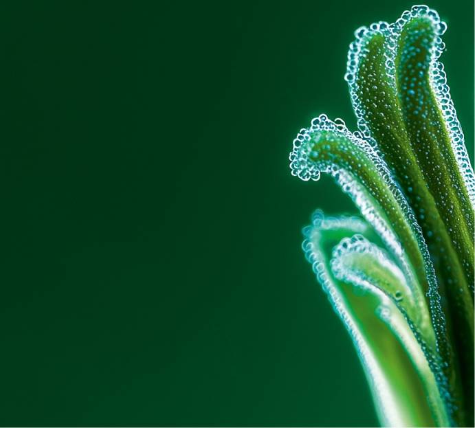 Culture et récolte des plantes