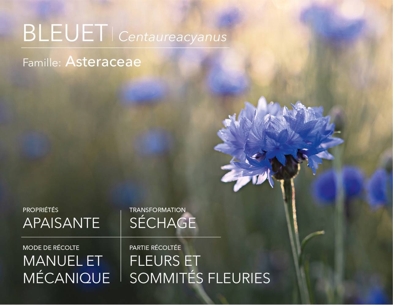 Bleuet cultivé selon les principes de l'agroécologie