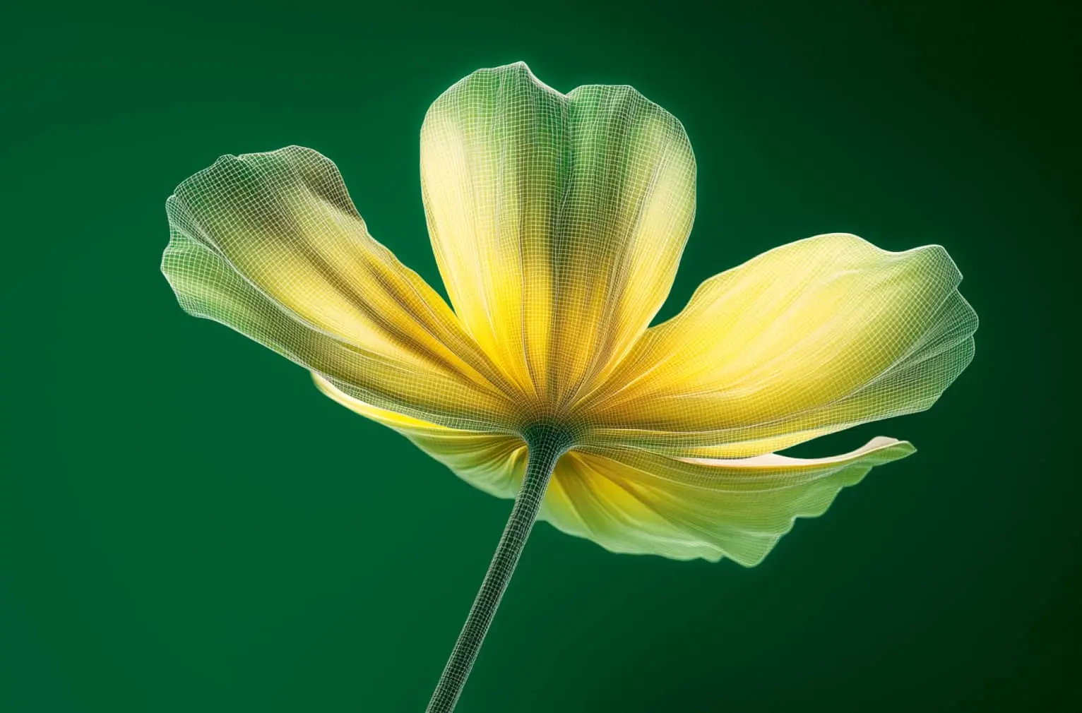 Fleur de ficaire